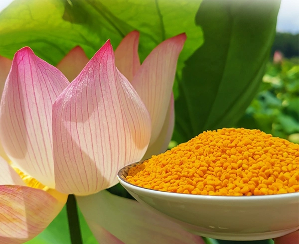 Beehall Health Products Manufacturer Competitive Price Raw Lotus Bee Pollen