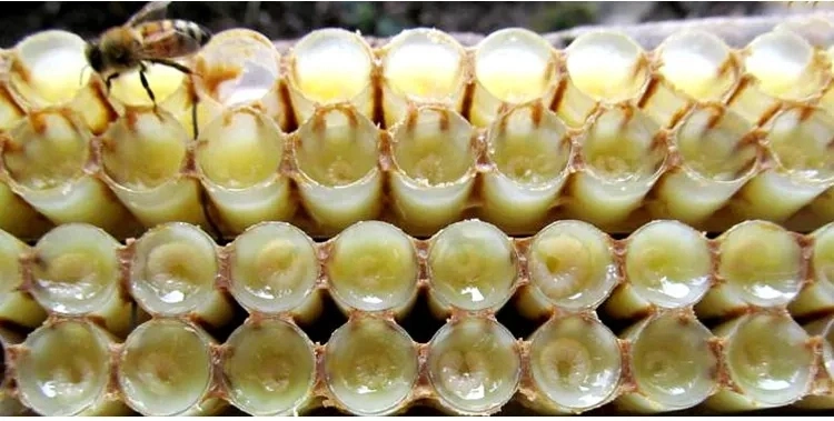 Beehall Bee Products Supplier High Quality Wholesale Royal Jelly