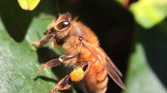 Beehall Organic Food Manufacturer ISO GMP Bulk Bee Pollen Pellets